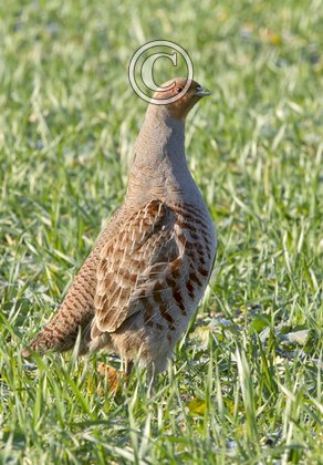 Grey Partridge DM1416